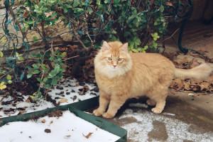 Cat in Winter